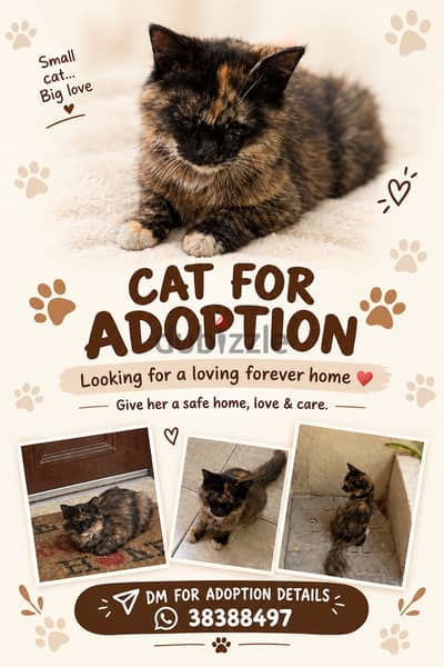 Kitten for free