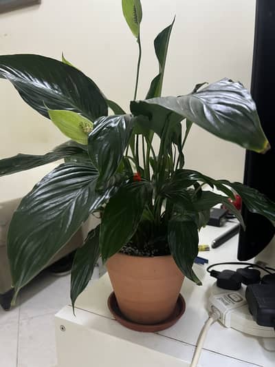 Peace Lily - Indoor Plant For Sale with Terracotta Ceramic Pot