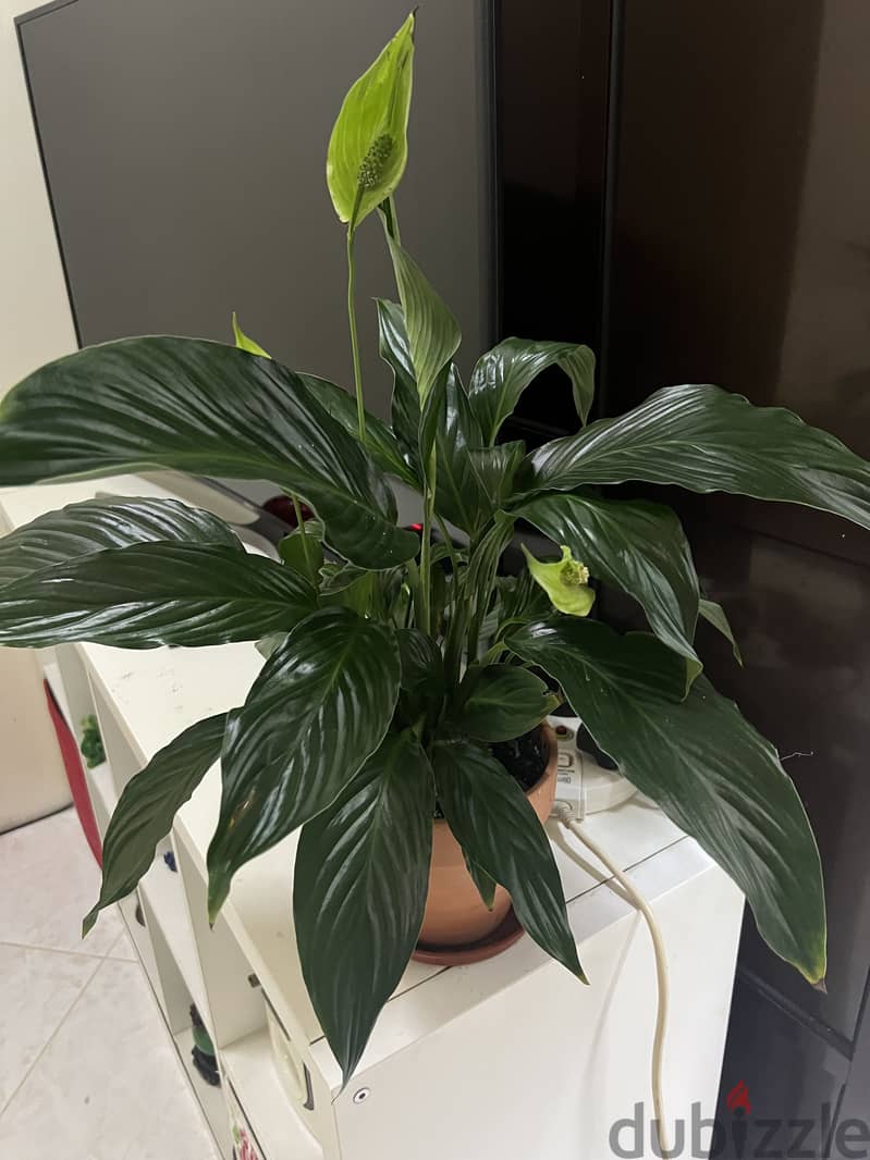 Peace Lily - Indoor Plant For Sale with Terracotta Ceramic Pot 1