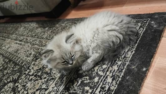 cats for sale