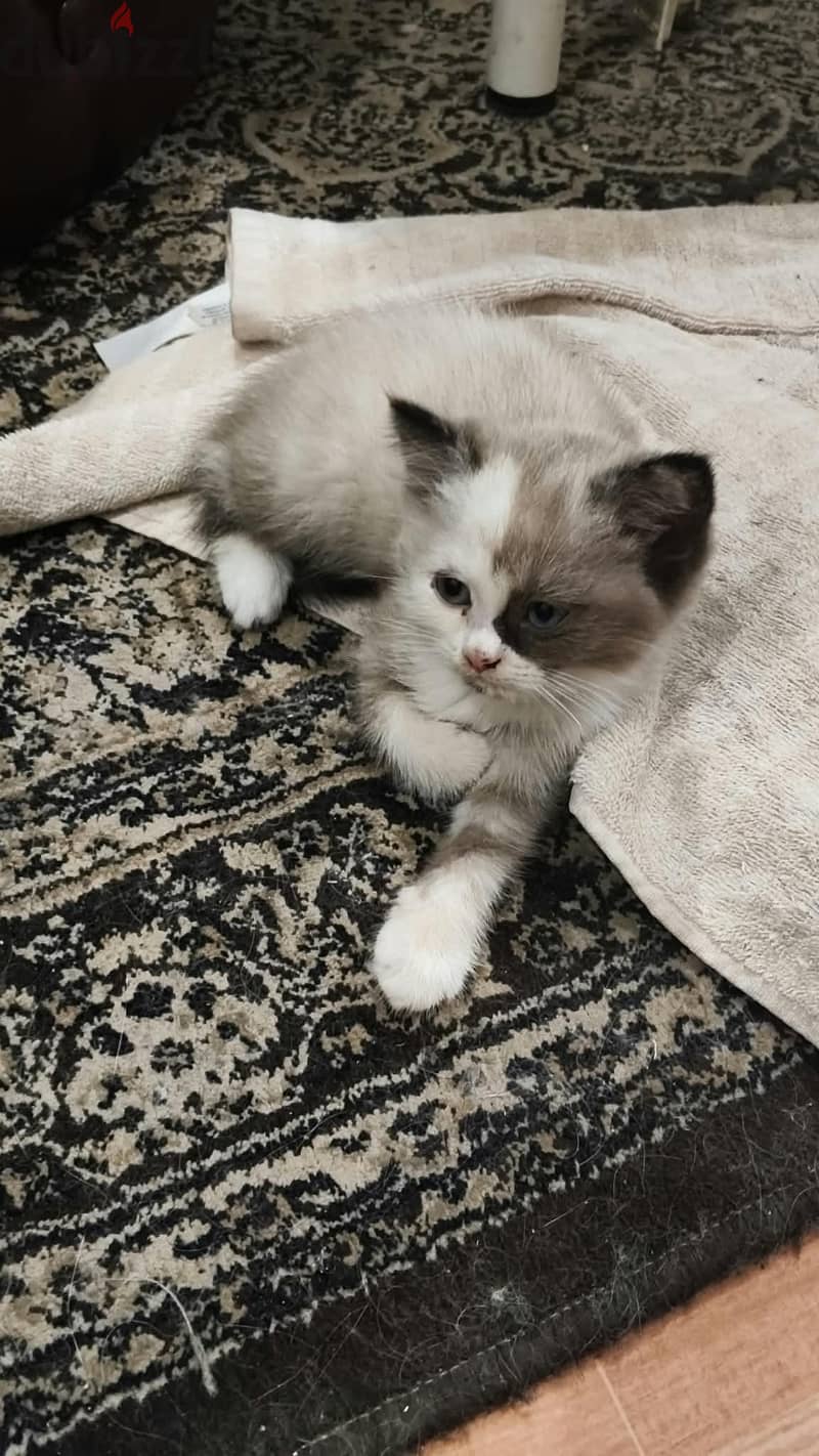 cats for sale 1