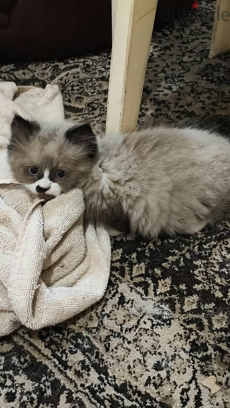 cats for sale 2