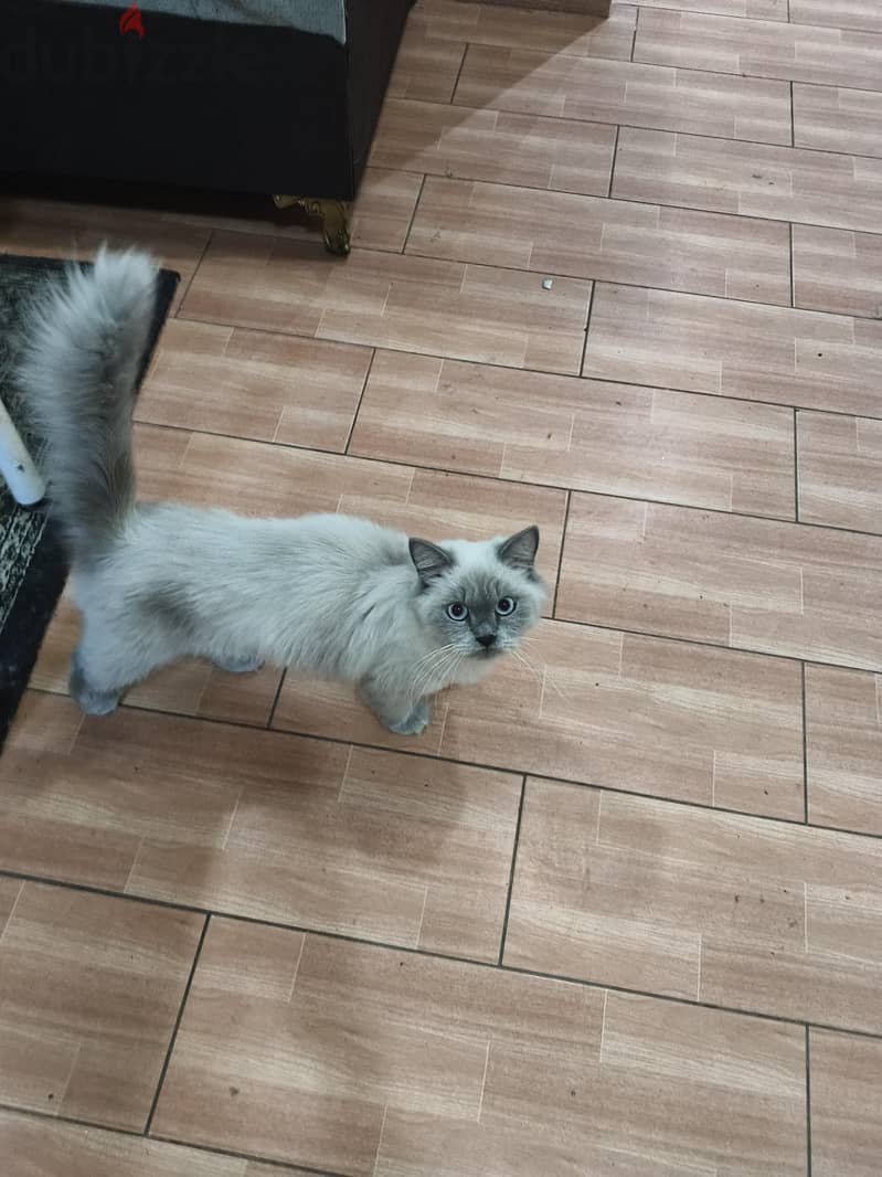 cats for sale 6