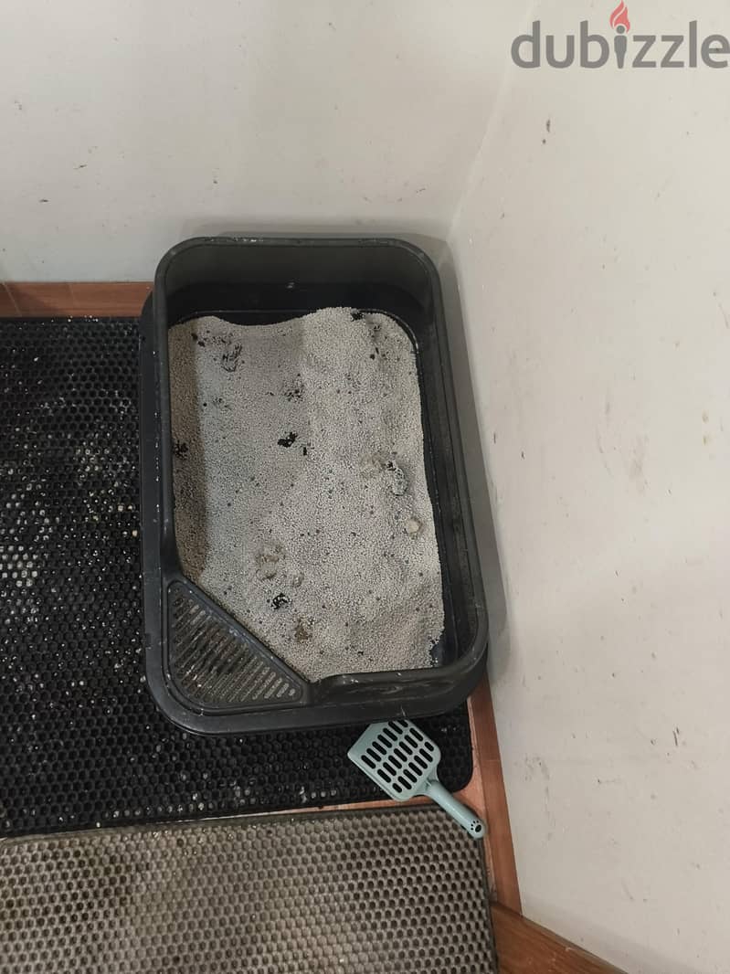 cats for sale 8