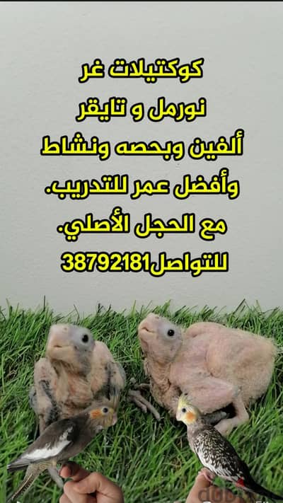 كوكتيلات غر نورمل وتايقر، أليفين مع الحجل الأصلي