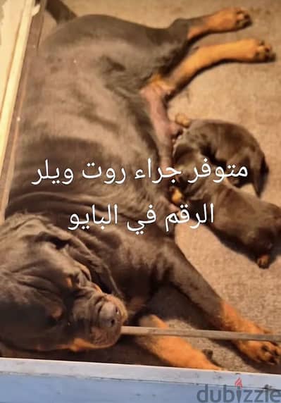Purebred Rottweiler Female Puppies for Sale!
