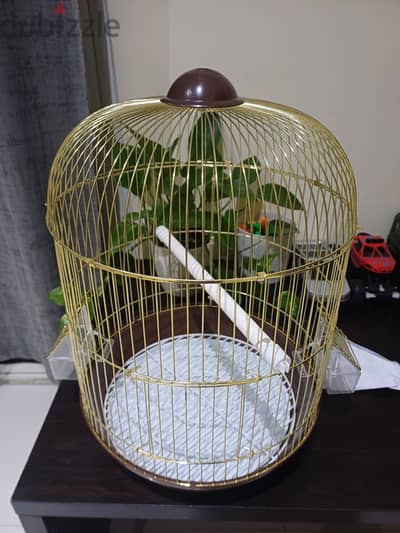 Birds nest for sale