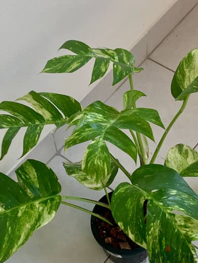Epipreminm golden flame