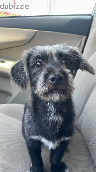 Dog for Adoption