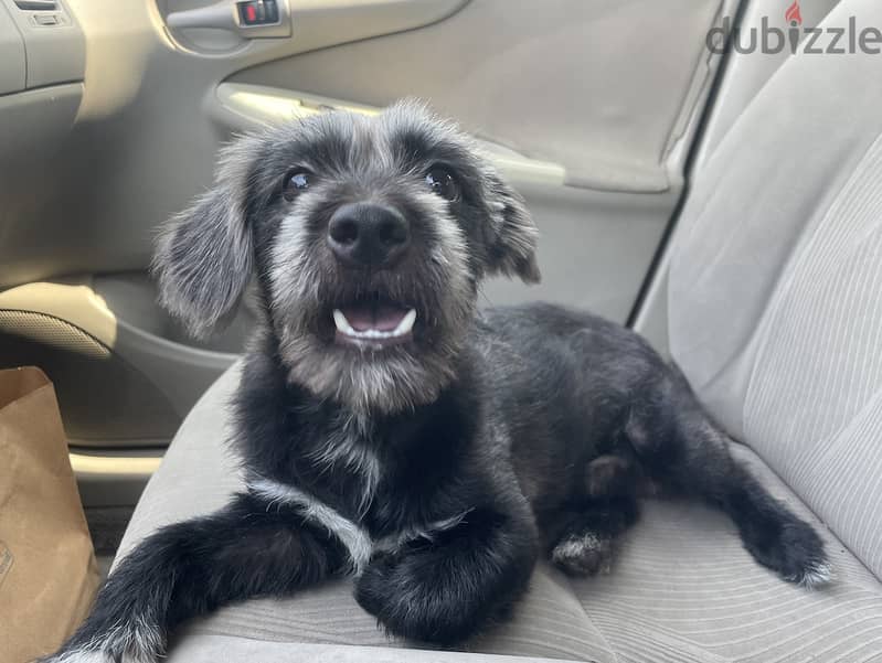 Dog for Adoption 1