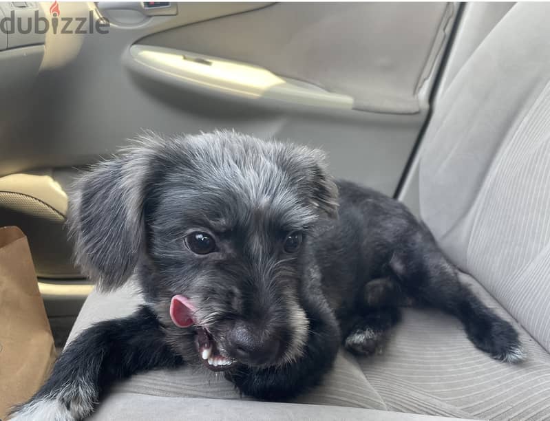 Dog for Adoption 2