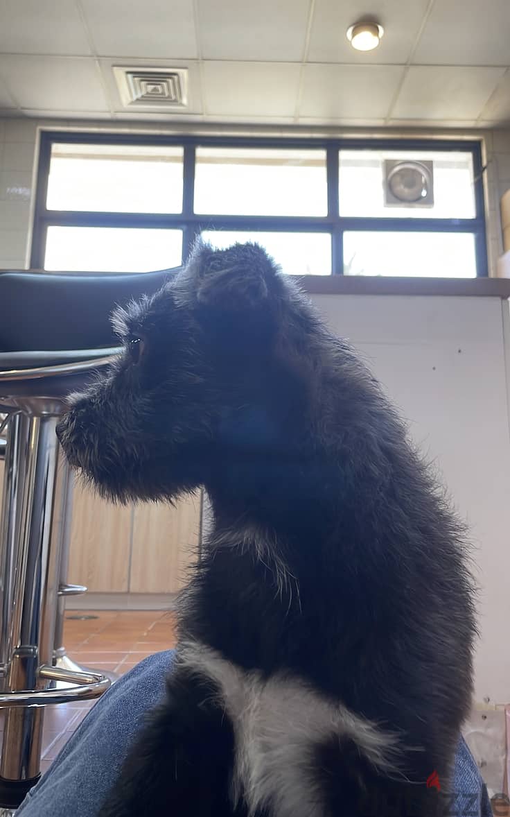 Dog for Adoption 3