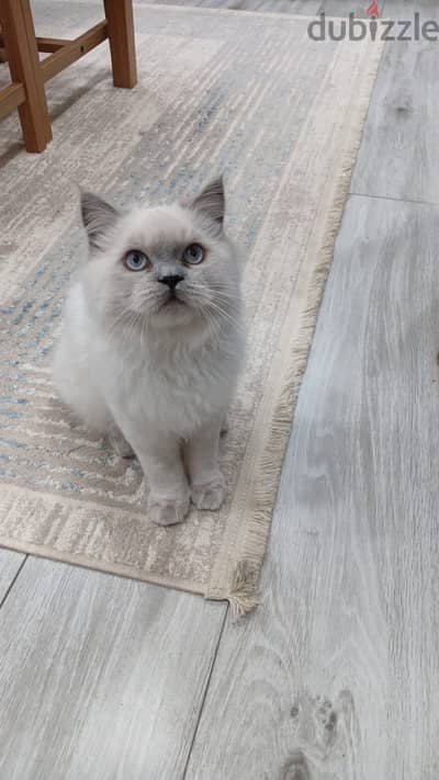 Cats for adoption