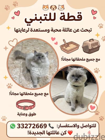 قطة للتبني