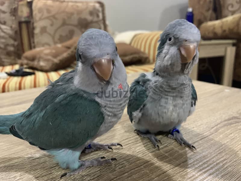 Quaker Parrot Baby for Sale 4