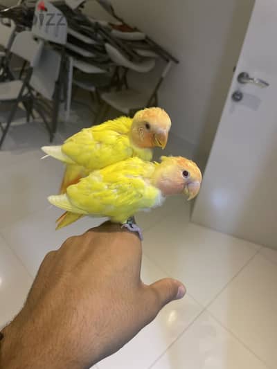 فروخ لافبيرد نهاية غر