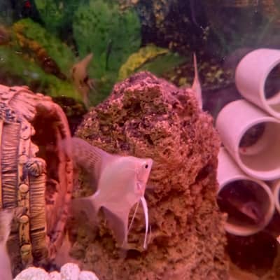 angel fish for sale