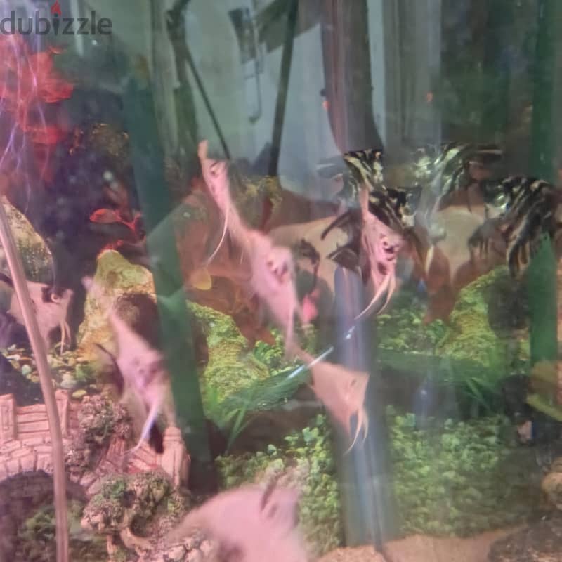 angel fish for sale 1