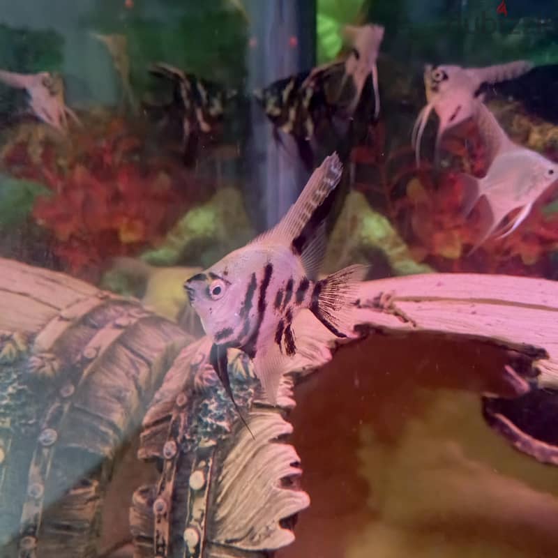 angel fish for sale 2