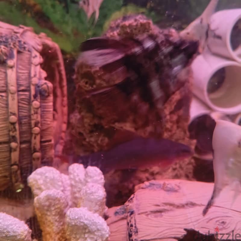 angel fish for sale 3