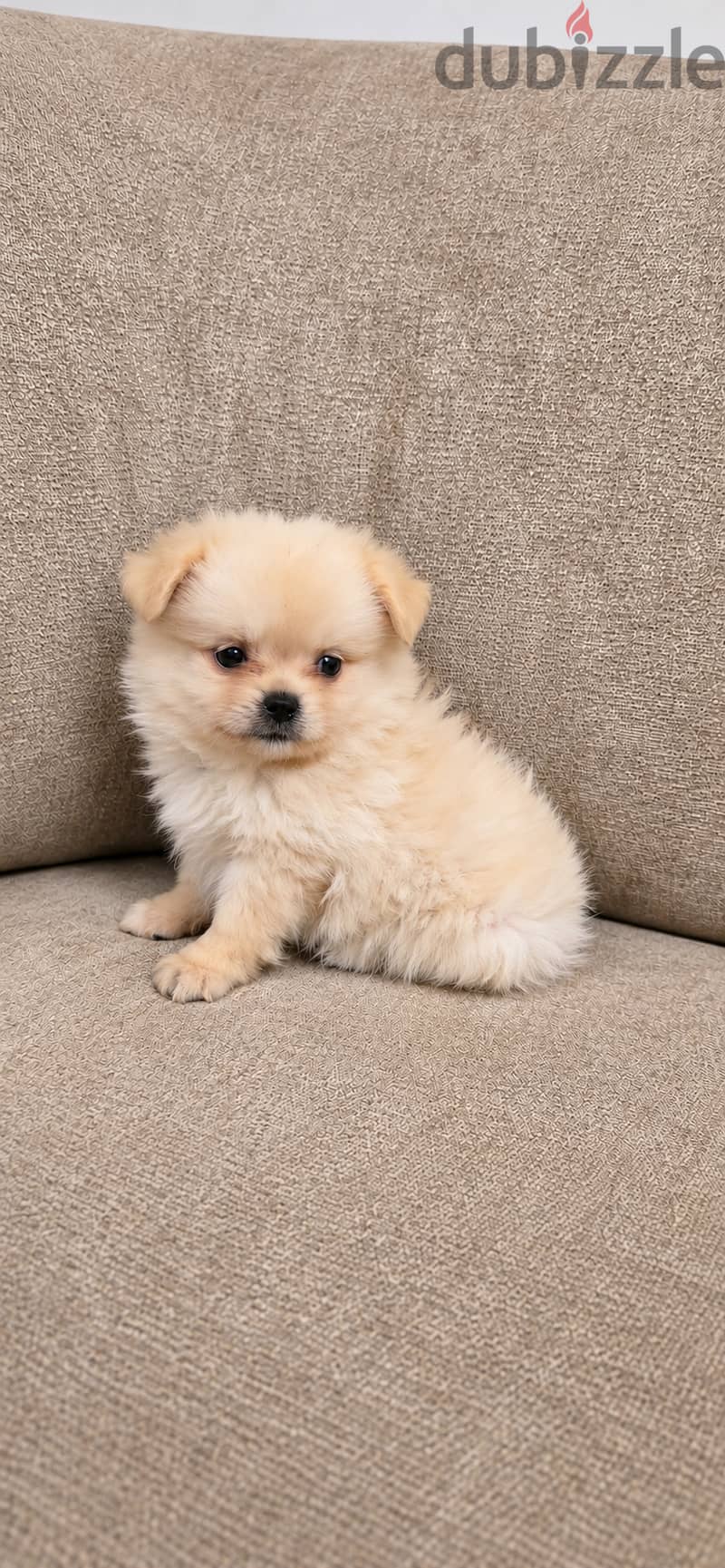 Offer for pomernian عرض خاص 3