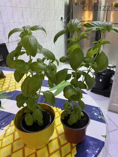 Italian Holly Basil - Indoor/Outdoor Herb Plant For Sale
