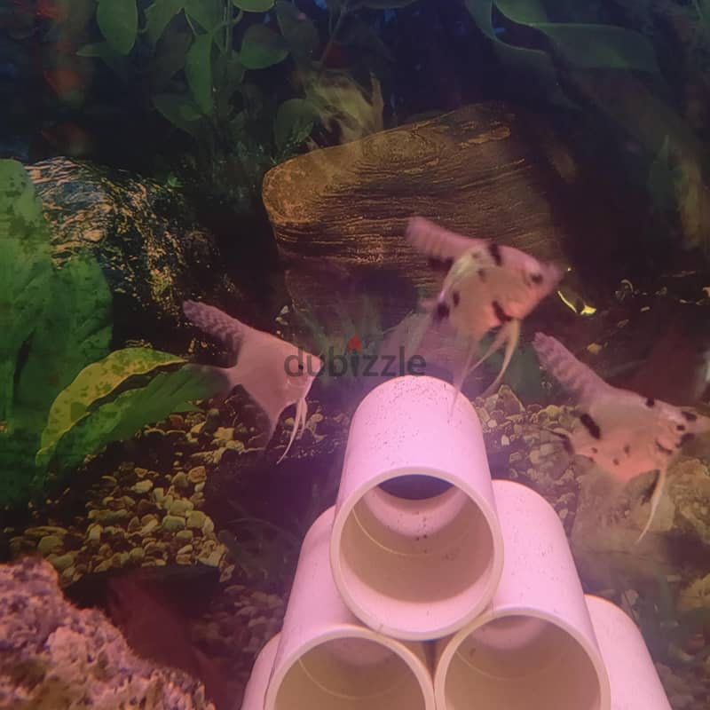 angel fish for sale 4