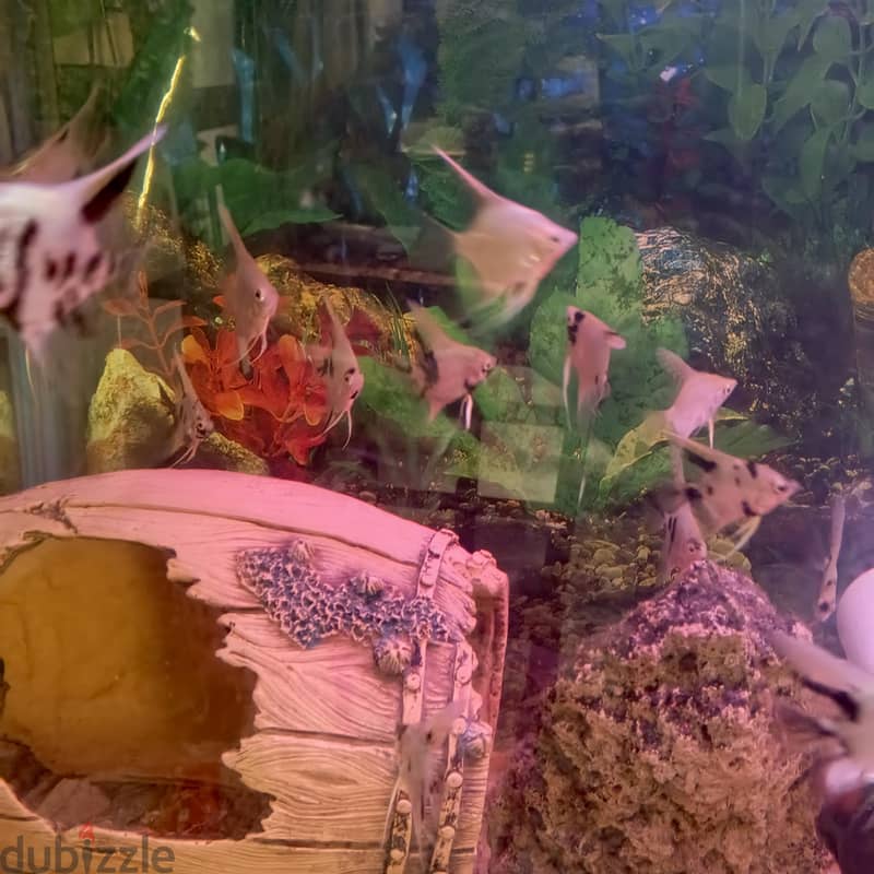 angel fish for sale 5