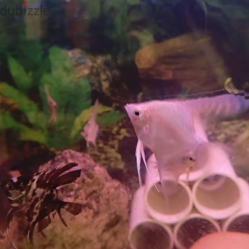 angel fish for sale 6