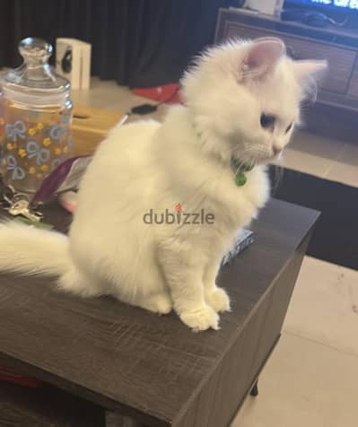 4 Months Old kittens for Adoption