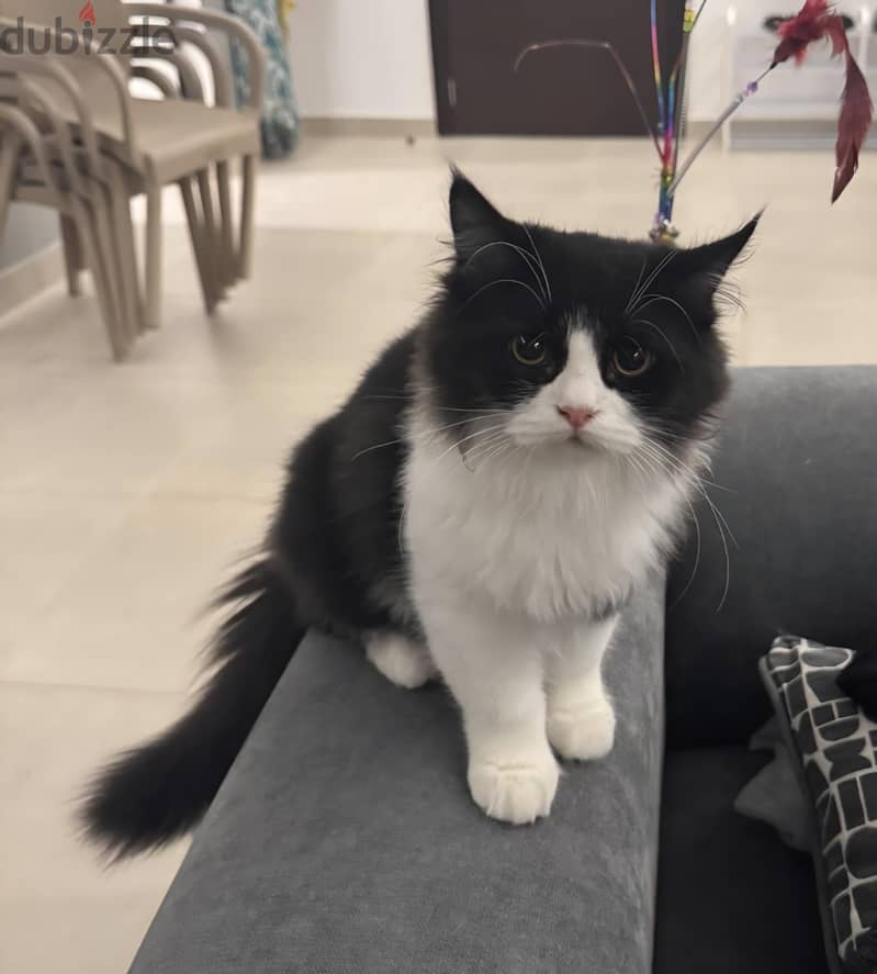 4 Months Old kittens for Adoption 1