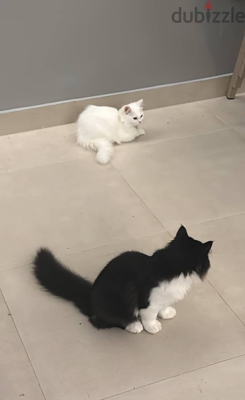 4 Months Old kittens for Adoption 2