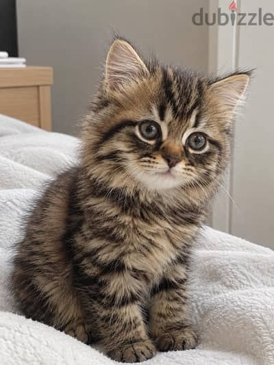 كتن شيرازي دول فيس | kitten Persian Doll Face