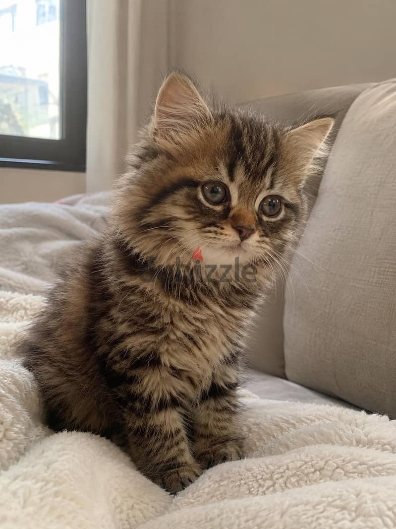 كتن شيرازي دول فيس | kitten Persian Doll Face 1