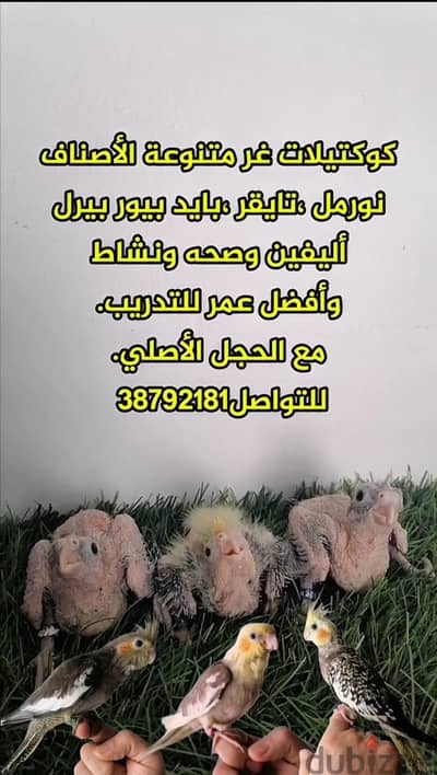 كوكتيلات غر متنوعة الأصناف مع الحجل الأصلي