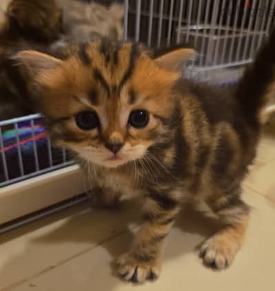 Scottish Persian kitten 1 month old