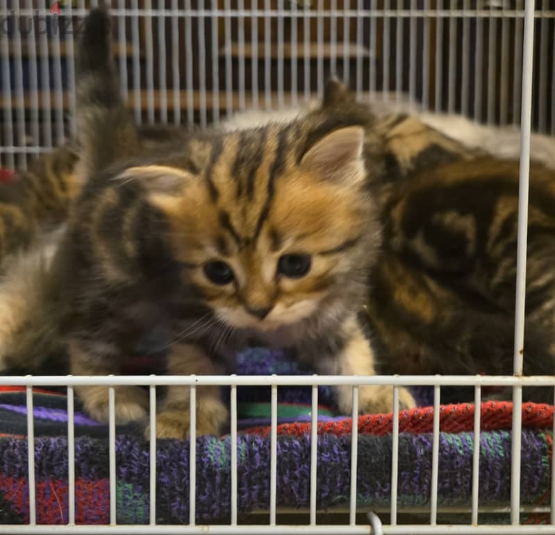 Scottish Persian kitten 1 month old 1