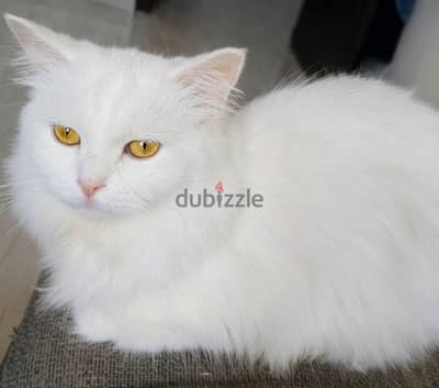 Very nice cats for adoption