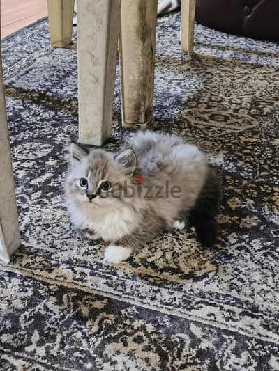3 Cats for sale