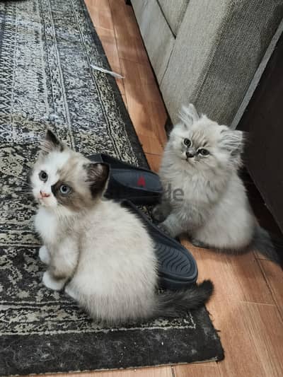 2 Cats for sale