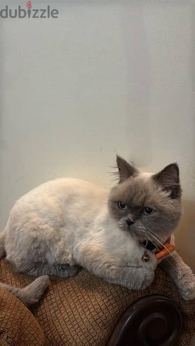 Cat for sale