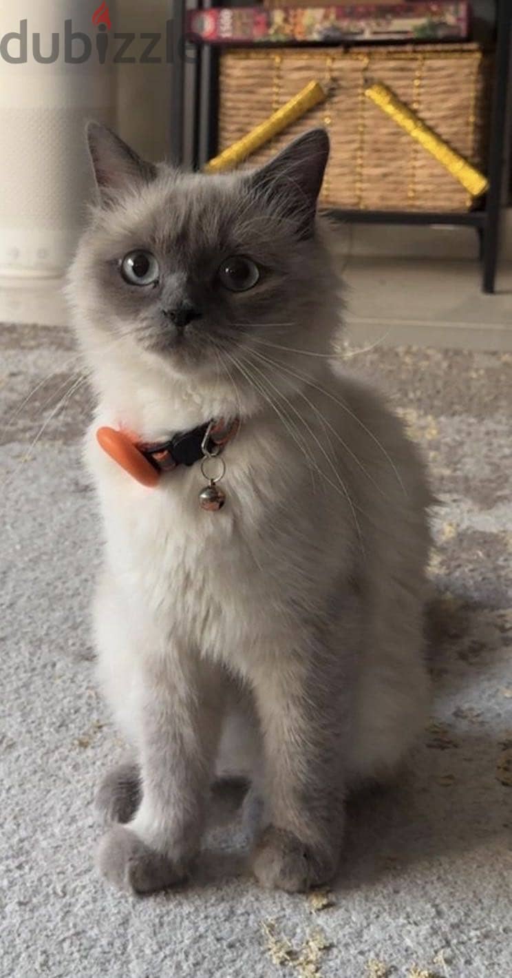 Cat for sale 1