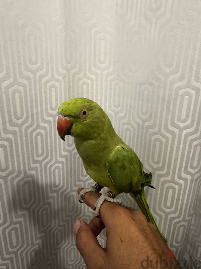 للبيع متو العمر ٨ شهور 1