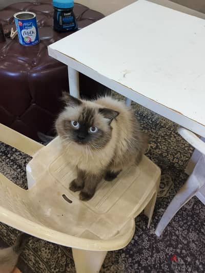 2 cats for adoption free