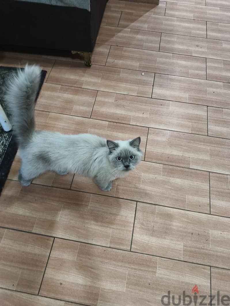 2 cats for adoption free 1