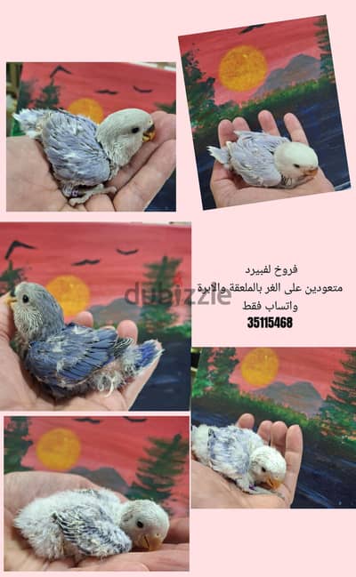 فروخ لفبيرد غر  Baby Lovebirds
