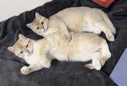 For sale Pure British Shorthair