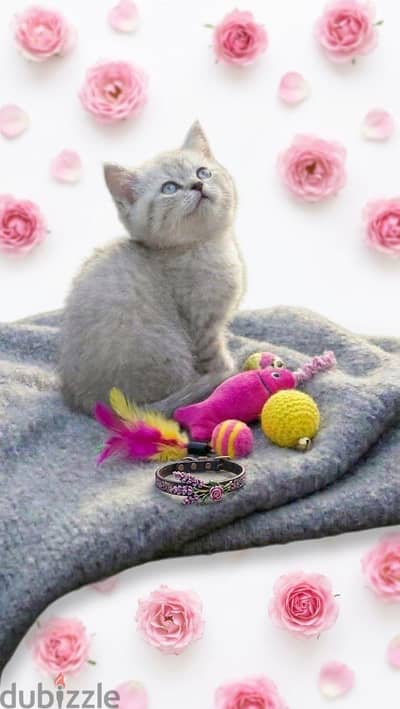 كتن سكوتش/ A beautiful kitten