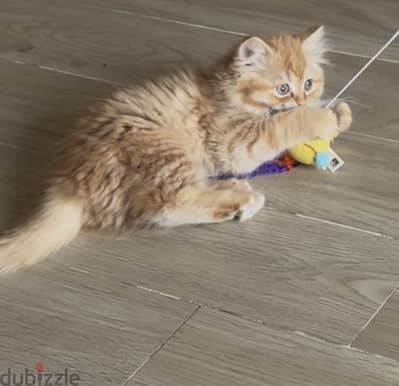 Very active Persian kitten with her things