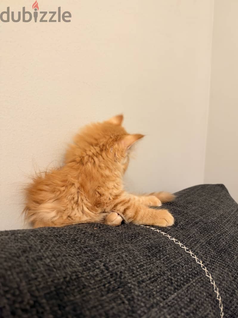 Very active Persian kitten with her things 1